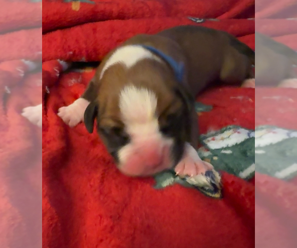 Medium Photo #7 Boxer Puppy For Sale in CHESTERFIELD, VA, USA