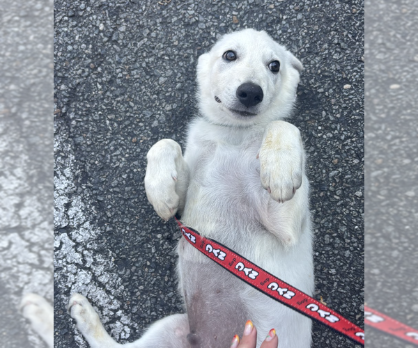 Medium Photo #2 Mutt Puppy For Sale in Brooklyn, NY, USA