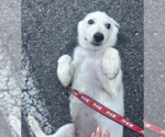 Small #1 Mutt