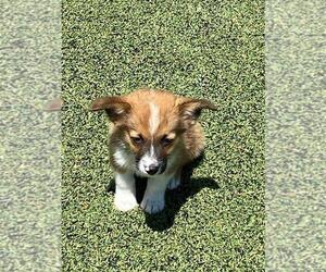 Aussie-Corgi Puppy for sale in BRIGGSDALE, CO, USA