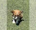 Small Aussie-Corgi