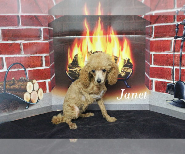 Medium Photo #12 Poodle (Toy) Puppy For Sale in CHANUTE, KS, USA