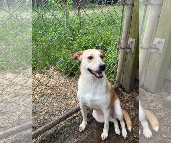 Medium Photo #3 Labrador Retriever-Unknown Mix Puppy For Sale in Jackson, MS, USA