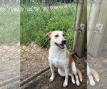 Small Photo #3 Labrador Retriever-Unknown Mix Puppy For Sale in Jackson, MS, USA