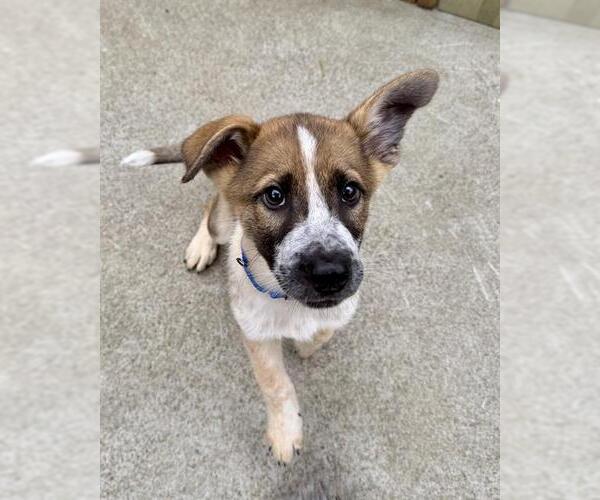 Medium Photo #4  Puppy For Sale in , 