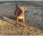 Small #3 American Pit Bull Terrier-American Staffordshire Terrier Mix
