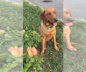 Mother of the Labrador Retriever puppies born on 03/13/2025