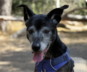 Mutt Dogs for adoption in San Ramon, CA, USA