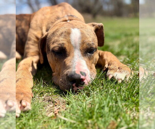 Medium Photo #8 Catahoula Leopard Dog-Unknown Mix Puppy For Sale in Sayreville, NJ, NJ, USA