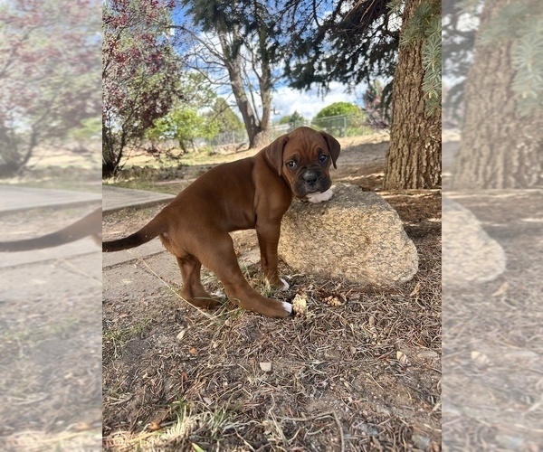 Medium Photo #9 Boxer Puppy For Sale in ESPANOLA, NM, USA