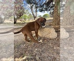 Small #8 Boxer