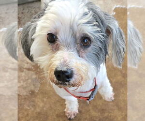 Shih-Poo Dogs for adoption in San Antonio, TX, USA