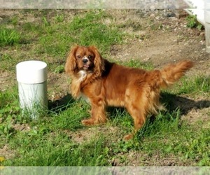 Cavalier King Charles Spaniel Dog for Adoption in LE MARS, Iowa USA