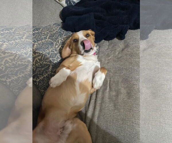 Medium Photo #4 Beagle-Collie Mix Puppy For Sale in Rustburg, VA, USA