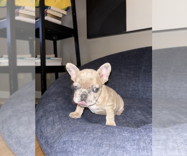 Medium Photo #10 French Bulldog Puppy For Sale in BLOOMINGTON, IN, USA