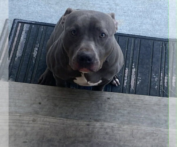 Medium Photo #1 American Pit Bull Terrier-Unknown Mix Puppy For Sale in Germantown, OH, USA