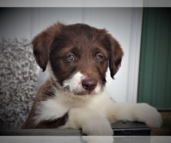 Medium Photo #5 Bordoodle Puppy For Sale in OLATHE, CO, USA