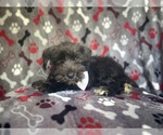 Small #8 Schnauzer (Miniature)