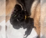 Litter of 5 - Male(s) and Female(s) German Shepherd DogLitter of Puppies for Sale - Small photo
