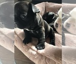 Small Photo #5 French Bulldog Puppy For Sale in BURTON, OH, USA