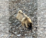 Small Photo #7 Akita Puppy For Sale in NASHVILLE, IN, USA
