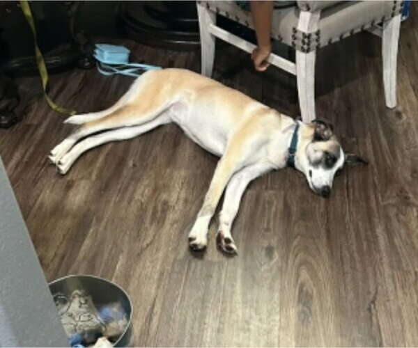 Medium Photo #2 Anatolian Shepherd-Unknown Mix Puppy For Sale in Lakewood, CO, USA