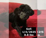 Small #1 Poodle (Miniature)