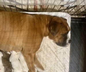 Mother of the Boxer puppies born on 02/29/2024