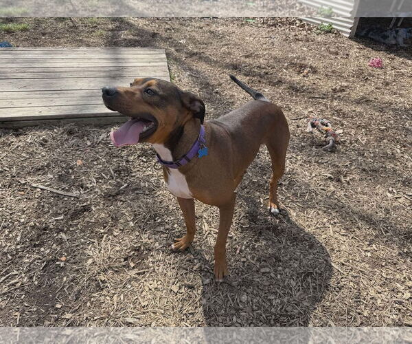Medium Photo #6 Labrador Retriever-Unknown Mix Puppy For Sale in Rustburg, VA, USA
