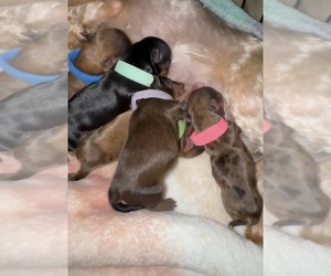 Yorkshire Terrier Puppy for Sale in RENO, Nevada USA