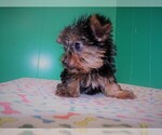 Small Photo #6 Yorkshire Terrier Puppy For Sale in PATERSON, NJ, USA