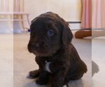 Small Photo #2 Labradoodle Puppy For Sale in DENVER, CO, USA