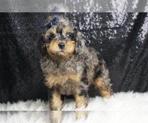 Poodle (Toy) Puppy for Sale in WARSAW, Indiana USA