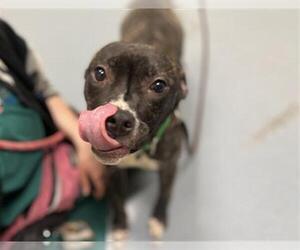 Mutt Dogs for adoption in Denver, CO, USA