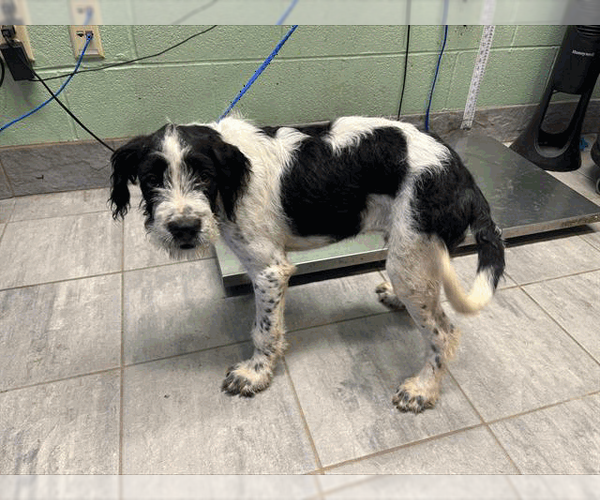 Medium Photo #1 Pointer-Unknown Mix Puppy For Sale in Woodbury, NY, USA