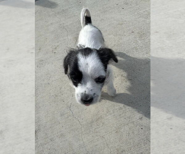 Medium Photo #3 Chihuahua Puppy For Sale in Pacifica, CA, USA