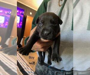 Rottweiler-American Pit Bull Terrier Puppy for sale in LANSFORD, PA, USA