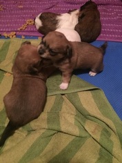 ShiChi Puppy for sale in INDEPENDENCE, MO, USA