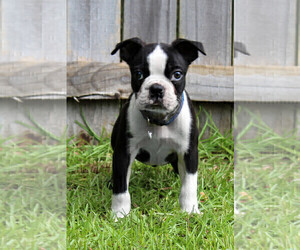 Boston Terrier Puppy for sale in BROOKSVILLE, FL, USA