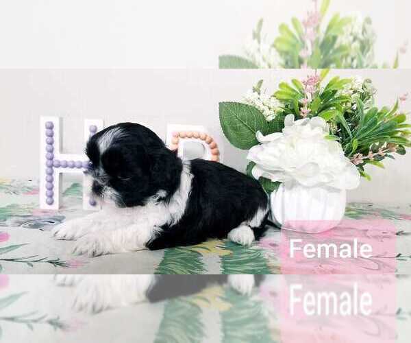 Medium Photo #7 Shih Tzu Puppy For Sale in O BRIEN, FL, USA