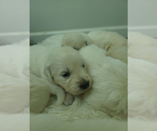Medium Photo #8 Golden Retriever Puppy For Sale in ELVERTA, CA, USA
