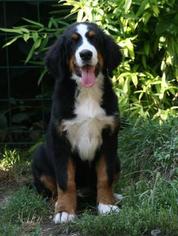 Bernese Mountain Dog Puppy for sale in EDMESTON, NY, USA