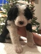 Small Photo #4 Bordoodle Puppy For Sale in CRESTON, OH, USA