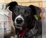 Small #14 Labrador Retriever Mix