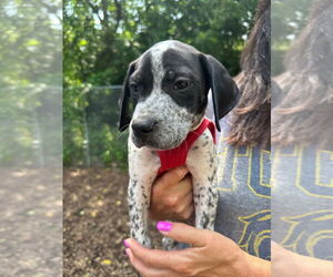 American Staffordshire Terrier-German Shorthaired Pointer Mix Dogs for adoption in Lawrenceville, NJ, USA