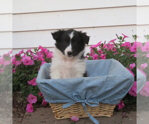 Medium Shetland Sheepdog