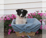 Puppy Puppy 1 Shetland Sheepdog