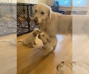 Father of the Golden Retriever puppies born on 05/19/2023