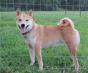 Mother of the Shiba Inu puppies born on 05/15/2023