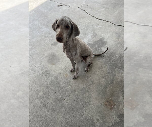 Medium Photo #1 Labrador Retriever Puppy For Sale in Aurora, IN, USA